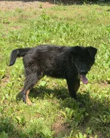 Andy, a male German Shepherd Dog and Bernese Mountain Dog for sale in Penhook, VA – 9 of 10