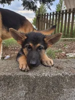 Cash 5th Generation, a male German Shepherd Dog for sale in Penhook, VA – 1 of 10