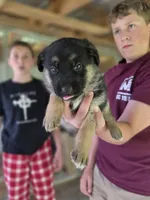 Bryn, a female German Shepherd Dog for sale in Penhook, VA – 6 of 7