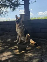 Callie, a female German Shepherd Dog for sale in Penhook, VA – 4 of 9
