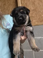 5th Generation, a male German Shepherd Dog for sale in Penhook, VA – 1 of 10