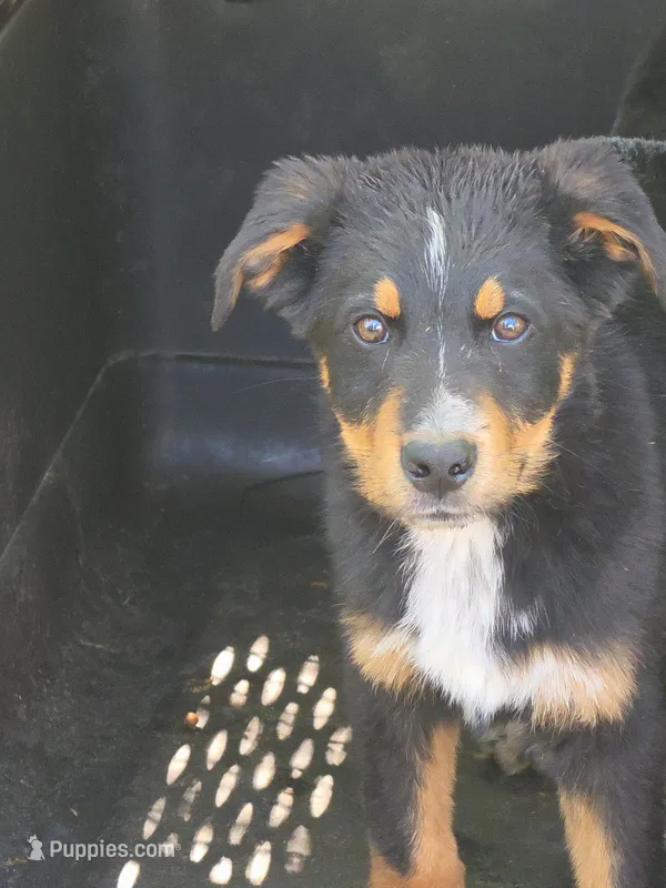 Abe – German Shepherd Dog, Bernese Mountain Dog puppy for sale in Penhook, VA