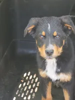 Abe, a male German Shepherd Dog and Bernese Mountain Dog for sale in Penhook, VA – 1 of 10