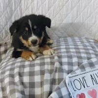 Abe, a male German Shepherd Dog and Bernese Mountain Dog for sale in Penhook, VA – Photo 2 of 9