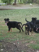 Abe, a male German Shepherd Dog and Bernese Mountain Dog for sale in Penhook, VA – 7 of 10