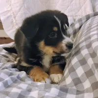 Abe, a male German Shepherd Dog and Bernese Mountain Dog for sale in Penhook, VA – Photo 3 of 9