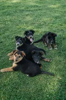 Abe, a male German Shepherd Dog and Bernese Mountain Dog for sale in Penhook, VA – Photo 9 of 9