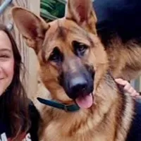 Abe, a male German Shepherd Dog and Bernese Mountain Dog for sale in Penhook, VA – Photo 6 of 9