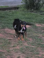 Abe, a male German Shepherd Dog and Bernese Mountain Dog for sale in Penhook, VA – 2 of 10