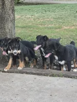 Abe, a male German Shepherd Dog and Bernese Mountain Dog for sale in Penhook, VA – 10 of 10