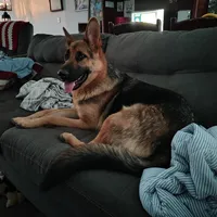 Abe, a male German Shepherd Dog and Bernese Mountain Dog for sale in Penhook, VA – Photo 5 of 9