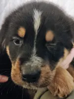 processed/e628ee3b-dcda-4fad-8618-a6bbf4165c61/listing/38689517-fa51-419d-a79d-7f74d04f4e1e/f98ef328-482b-4d8d-8506-9d4e244ac9b4