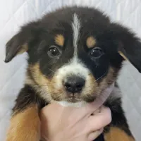 Abe, a male German Shepherd Dog and Bernese Mountain Dog for sale in Penhook, VA – Photo 1 of 9