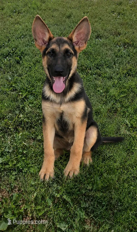 Boone – German Shepherd Dog puppy for sale in Penhook, VA