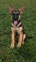 Boone, a male German Shepherd Dog for sale in Penhook, VA – 1 of 6