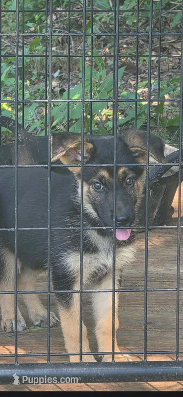 Boone – German Shepherd Dog puppy for sale in Penhook, VA