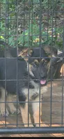 Boone, a male German Shepherd Dog for sale in Penhook, VA – 1 of 5