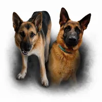 Boone, a male German Shepherd Dog for sale in Penhook, VA – 3 of 6