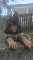 Cooper (5th Gen), a male German Shepherd Dog for sale in Penhook, VA – 2 of 10