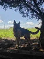 Brayle , a female German Shepherd Dog for sale in Penhook, VA – 5 of 10