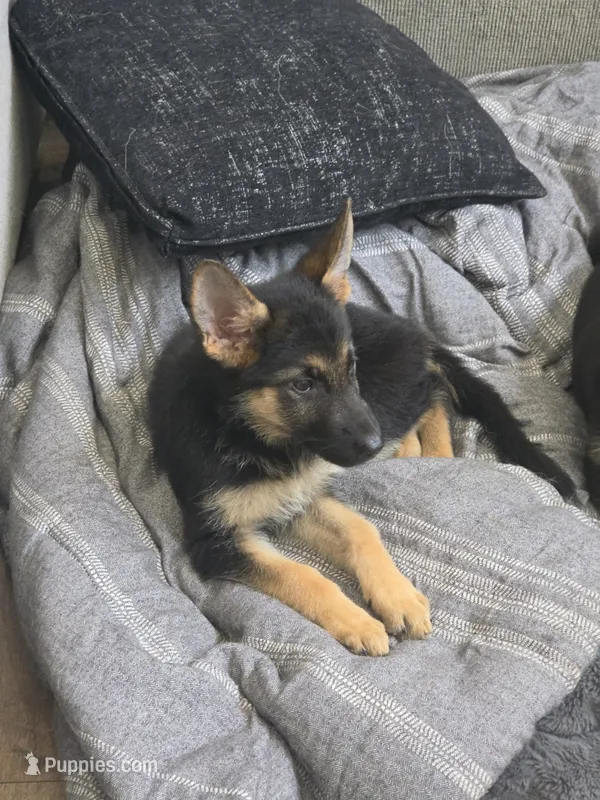 Cierra – German Shepherd Dog puppy for sale in Penhook, VA