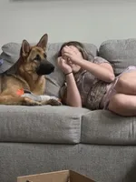 Chase  5th Generation , a male German Shepherd Dog for sale in Penhook, VA – 9 of 10