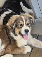 Rocky, a male Bernese Mountain Dog and Great Pyrenees for sale in Penhook, VA – Photo 2 of 8