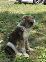 Rocky, a male Bernese Mountain Dog and Great Pyrenees for sale in Penhook, VA – Photo 4 of 8