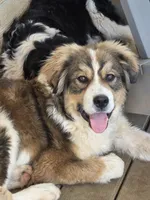 Rocky, a male Bernese Mountain Dog and Great Pyrenees for sale in Penhook, VA – Photo 3 of 8