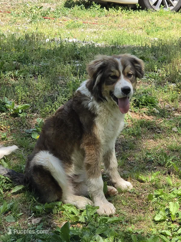 Rocky – Bernese Mountain Dog, Great Pyrenees puppy for sale in Penhook, VA