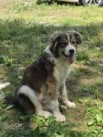 Rocky, a male Bernese Mountain Dog and Great Pyrenees for sale in Penhook, VA – Photo 1 of 8