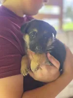 Boone, a male German Shepherd Dog for sale in Penhook, VA – 9 of 10