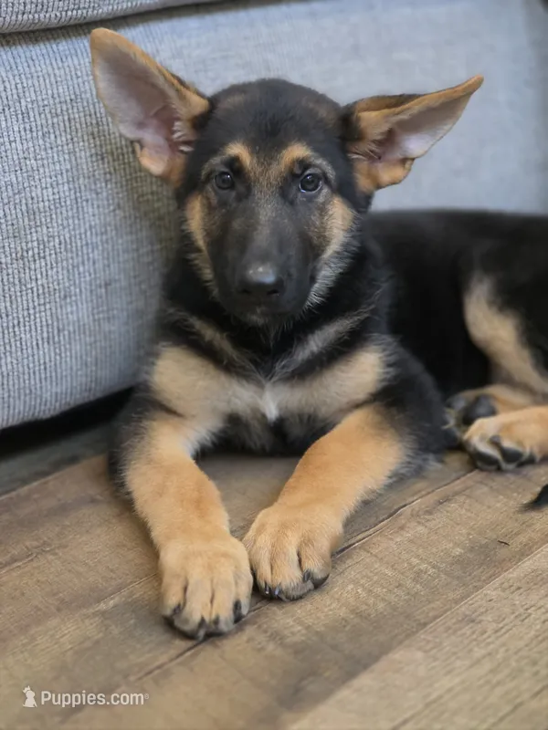 Cienna – German Shepherd Dog puppy for sale in Penhook, VA