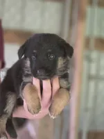 Bailee, a female German Shepherd Dog for sale in Penhook, VA – 6 of 8