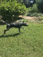 Frank, a male German Shorthaired Pointer for sale in Penhook, VA – 4 of 8