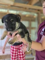 Bryn, a female German Shepherd Dog for sale in Penhook, VA – 1 of 7