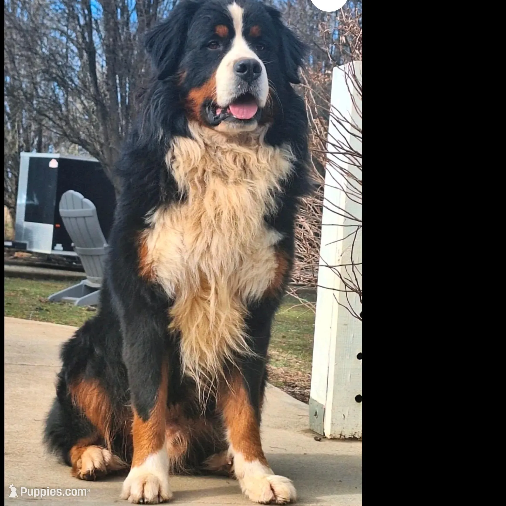 Rocky, a male Bernese Mountain Dog and Great Pyrenees for sale in Penhook, VA – Photo 5 of 7