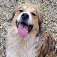Rocky, a male Bernese Mountain Dog and Great Pyrenees for sale in Penhook, VA – Photo 6 of 7