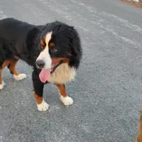 Rocky, a male Bernese Mountain Dog and Great Pyrenees for sale in Penhook, VA – Photo 3 of 7