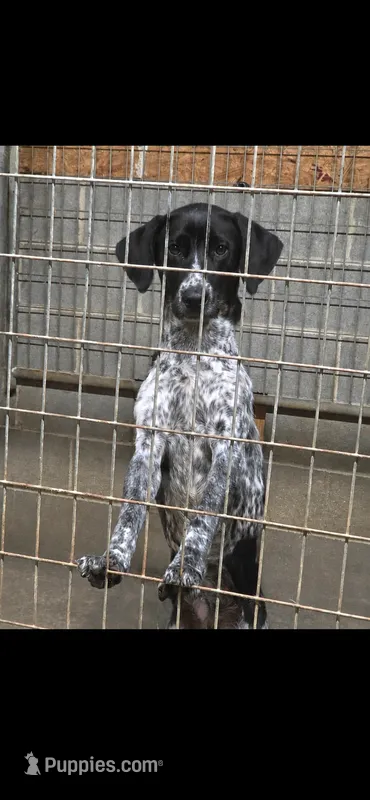 Frank – German Shorthaired Pointer puppy for sale in Penhook, VA