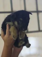 Brayle , a female German Shepherd Dog for sale in Penhook, VA – 8 of 10