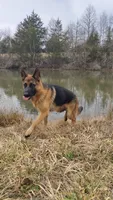 Bell, a female German Shepherd Dog for sale in Penhook, VA – 9 of 10