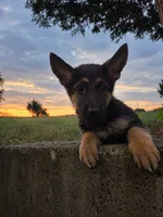Cienna, a female German Shepherd Dog for sale in Penhook, VA – 1 of 10