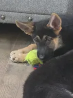 Bryn, a female German Shepherd Dog for sale in Penhook, VA – 2 of 10