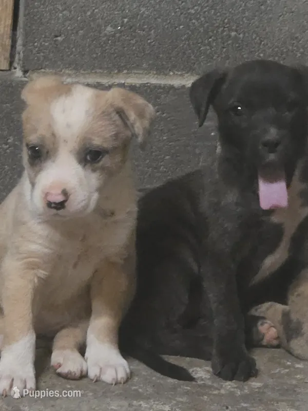 Claire – American Bulldog, American Pit Bull Terrier puppy for sale in Penhook, VA