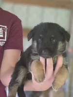Bailee, a female German Shepherd Dog for sale in Penhook, VA – 5 of 8