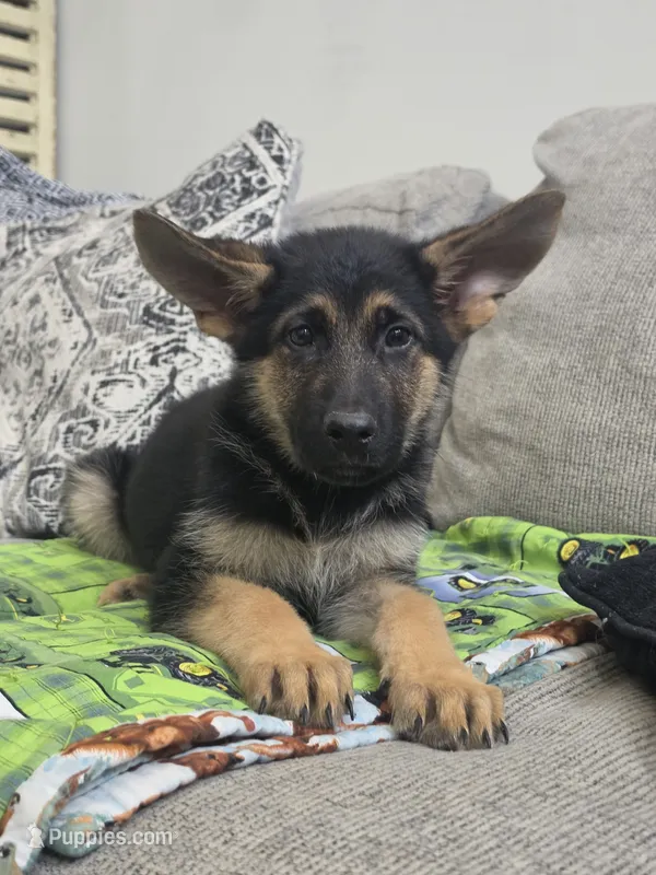 Cash 5th Generation – German Shepherd Dog puppy for sale in Penhook, VA