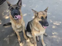 Callie, a female German Shepherd Dog for sale in Penhook, VA – 5 of 9