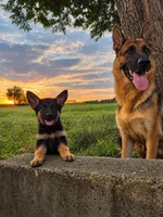 Callie, a female German Shepherd Dog for sale in Penhook, VA – 9 of 10
