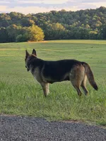 Boone, a male German Shepherd Dog for sale in Penhook, VA – 3 of 5